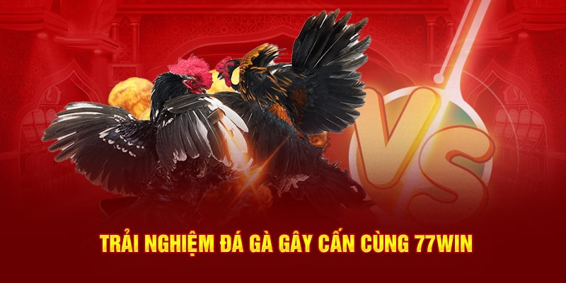 Trải nghiệm đá gà gây cấn cùng 77WIN